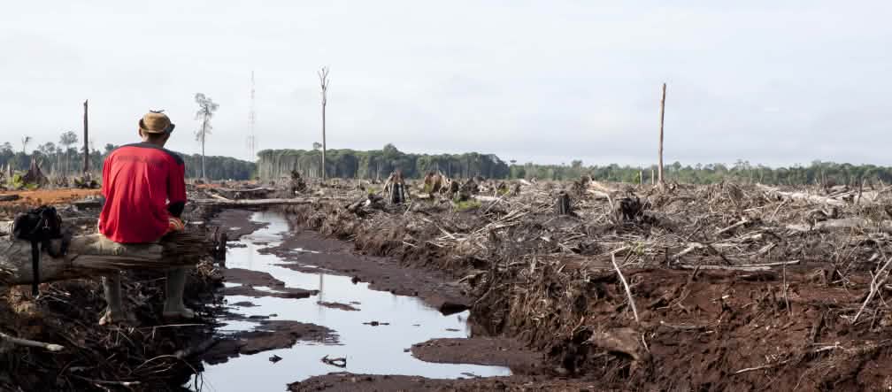 An oil palm plantation on former rainforest land Destruction of the rainforest